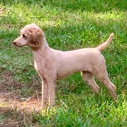 Cheyanne - Poodle