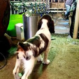 English Springer Spaniel Puppies from Ledge N' Tree English Springer Spaniels