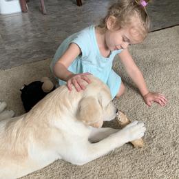 Labrador Retriever Puppies from Findaway Labradors