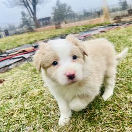 Gold Girl 2 - White and gold female Border Collie puppy in Powell Butte, Oregon from Cascades Border Collies