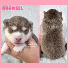 Roswell - Lavender female Pomsky puppy in Sheffield, Iowa from Clover Ridge Pomskies