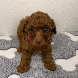 Rose - Red  female Poodle puppy in Miami, Florida from Katy's Toy Poodles