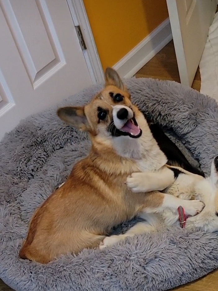 Bindy - Pembroke Welsh Corgi