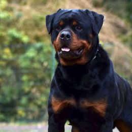 Rottweilers from VomOlvera-Rottweilers