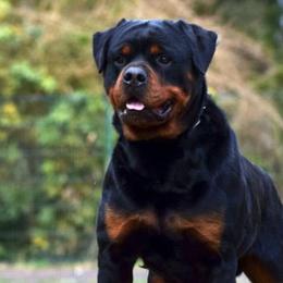 Rottweilers from VomOlvera-Rottweilers