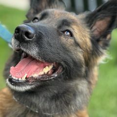 Moriah - Belgian Tervuren