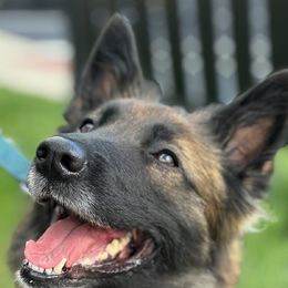 Moriah - Belgian Tervuren