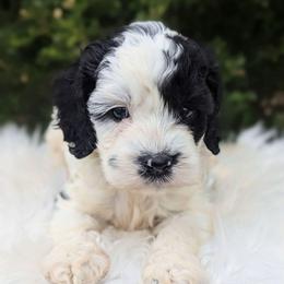 Indiana - Black and white male Cockapoo puppy in Salt Lake City, Utah from Utah Cocker Spaniels