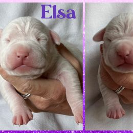 Elsa - White female American Staffordshire Terrier puppy in Marietta, Georgia from Ambition Amstaffs