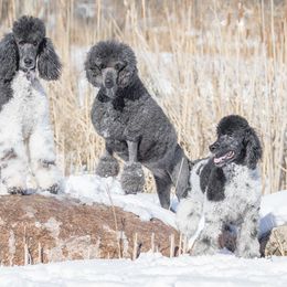 Poodles from Spirit Poodles