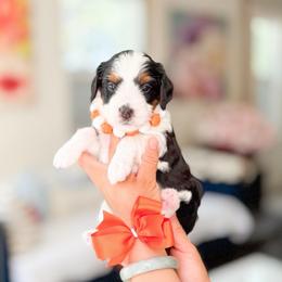 Anastisia-Orange - Tri-color female Bernedoodle puppy in Ontario, California from Teddy Doodles & Standard Poodles
