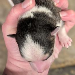 BxE b1 - Black and white male Pomsky puppy in Charlotte, Michigan from Moore Pomskies