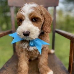 Australian Labradoodle Puppies from Wild Daisy Labradoodles