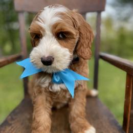 Australian Labradoodle Puppies from Wild Daisy Labradoodles