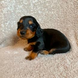 Dolly - Black and tan female Dachshund puppy in Grant, Oklahoma from Weenie World