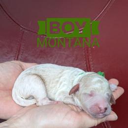 Montana - Cream male Goldendoodle puppy in Cambridge, Minnesota from Country Meadow Doodles