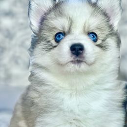 Pomsky Puppies from BittyPomsky