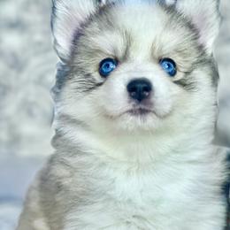 Pomsky Puppies from BittyPomsky