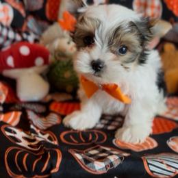 SteTson - Parti male Yorkshire Terrier puppy in Prosper, Texas from DaintyDawlz