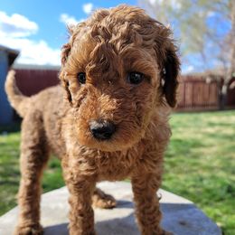 Goldendoodle Puppies from Heavenly Goldendoodles
