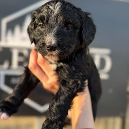 Sweetie - Black and white female Bernedoodle puppy in Bellevue, Iowa from Blended Acres & Kennels