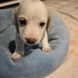 AKC Darla - Piebald female Dachshund puppy in Onalaska, Texas from Weenies on the Lake
