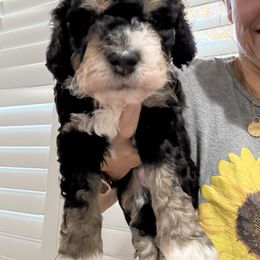 Tricolor - Tri-color female Bernedoodle puppy in Southampton, Pennsylvania from Pumpkin Patch Doodles