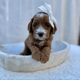 Honey - Red  female Goldendoodle puppy in Rio Linda, California from Plush Doodles