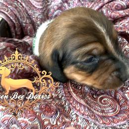Dachshund Puppies from Queen Bee Doxies