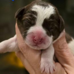 Snoopy - Parti male Schnoodle puppy in Timmonsville, South Carolina from For the LOVE of Poodles, Doodles and Sheepdogs