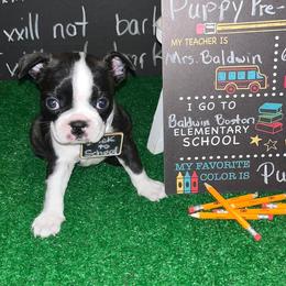 Boston Terrier Puppies from Baldwins Boston Terriers