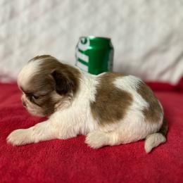 CKC Boy 1 - Gold and white male Shih Tzu puppy in Houston, Texas from Paws n Claws
