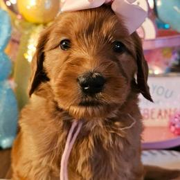 Bunny - Red  female Goldendoodle puppy in Haughton, Louisiana from Bailey’s Cajun Canines