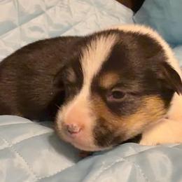 Yellow collar - Black and tan female Pembroke Welsh Corgi puppy in Oxford, Pennsylvania from K&S Quality Pembroke Welsh Corgi’s