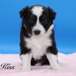 Kiss - Black tri female Miniature Australian Shepherd puppy in Weeki Wachee, Florida from Arlington's Mini Aussies