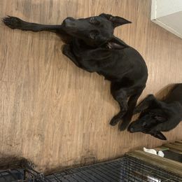 German Shepherd Puppies from Big House Kennels