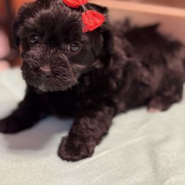 Autumn - Black Yorkipoo puppy in Independence, Kentucky from 4paws4ever by Design