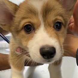 Pembroke Welsh Corgi Puppies from West Houston Corgis