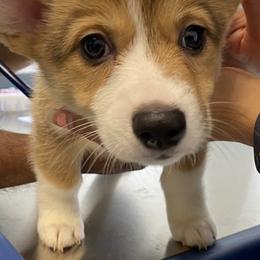 Pembroke Welsh Corgi Puppies from West Houston Corgis