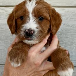 Goldendoodle Puppies from Best Friend Doodles