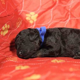 Dusty-blue collar - Phantom male Poodle puppy in Leonard, Texas from Deblyns Poodles