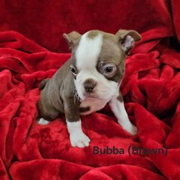 Bubba (Brown collar) - Seal brindle and white male Boston Terrier puppy in Salina, Kansas from Giles' Boston Babies