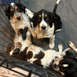 English Springer Spaniel puppies from Colleen Bacon