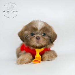 Elroy - Liver male Shih Tzu puppy in League City, Texas from Divine Pups