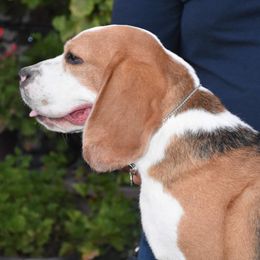 Zorro - Beagle