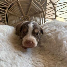Maverick - Red tri-color male Australian Shepherd puppy in Grants Pass, Oregon from Carmel Mountain Aussies