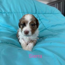 Sierra - Chocolate merle female Bernedoodle puppy in Horseshoe Bend, Idaho from Over the Moon Poodles and Doodles