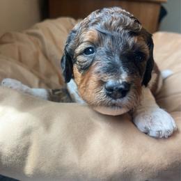 Tri female - Tri-color female Bernedoodle puppy in Clarksville, Iowa from Iowa Heartland Doodles