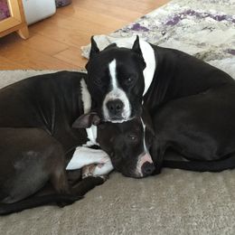 American Staffordshire Terrier Puppies from Diane Guilmette