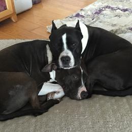 American Staffordshire Terrier Puppies from Diane Guilmette